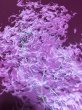 画像1: ニューロシス 20周年 - 桃紫炎 (1)